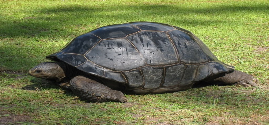 Ini Dia Instagram Kumpulan Foto Kura-Kura Aldabra Kualitas Terbaik di Akun Resmi @tortology0611