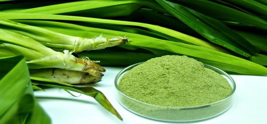7 Manfaat Daun Suji Bagi Kesehatan