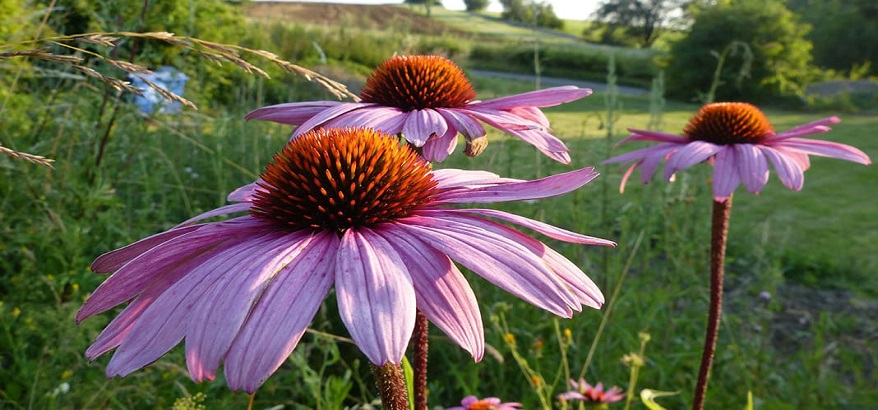 Cara Mengobati Flu dengan Obat Herbal dari Tanaman Echinacea